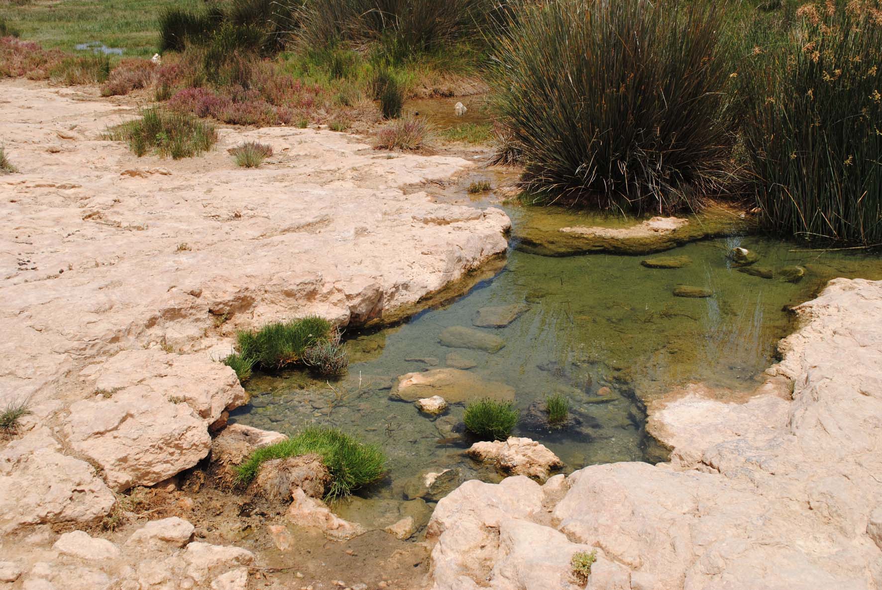 Brackish Water Ponds 1