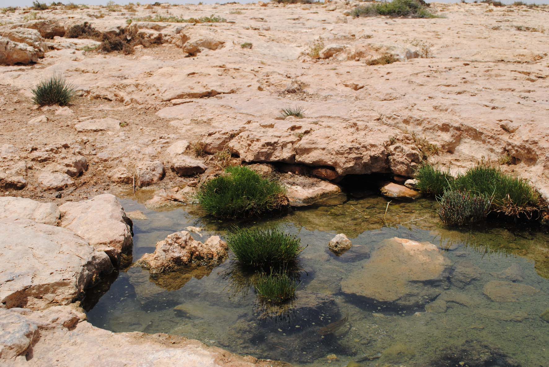 Brackish Water Ponds 2