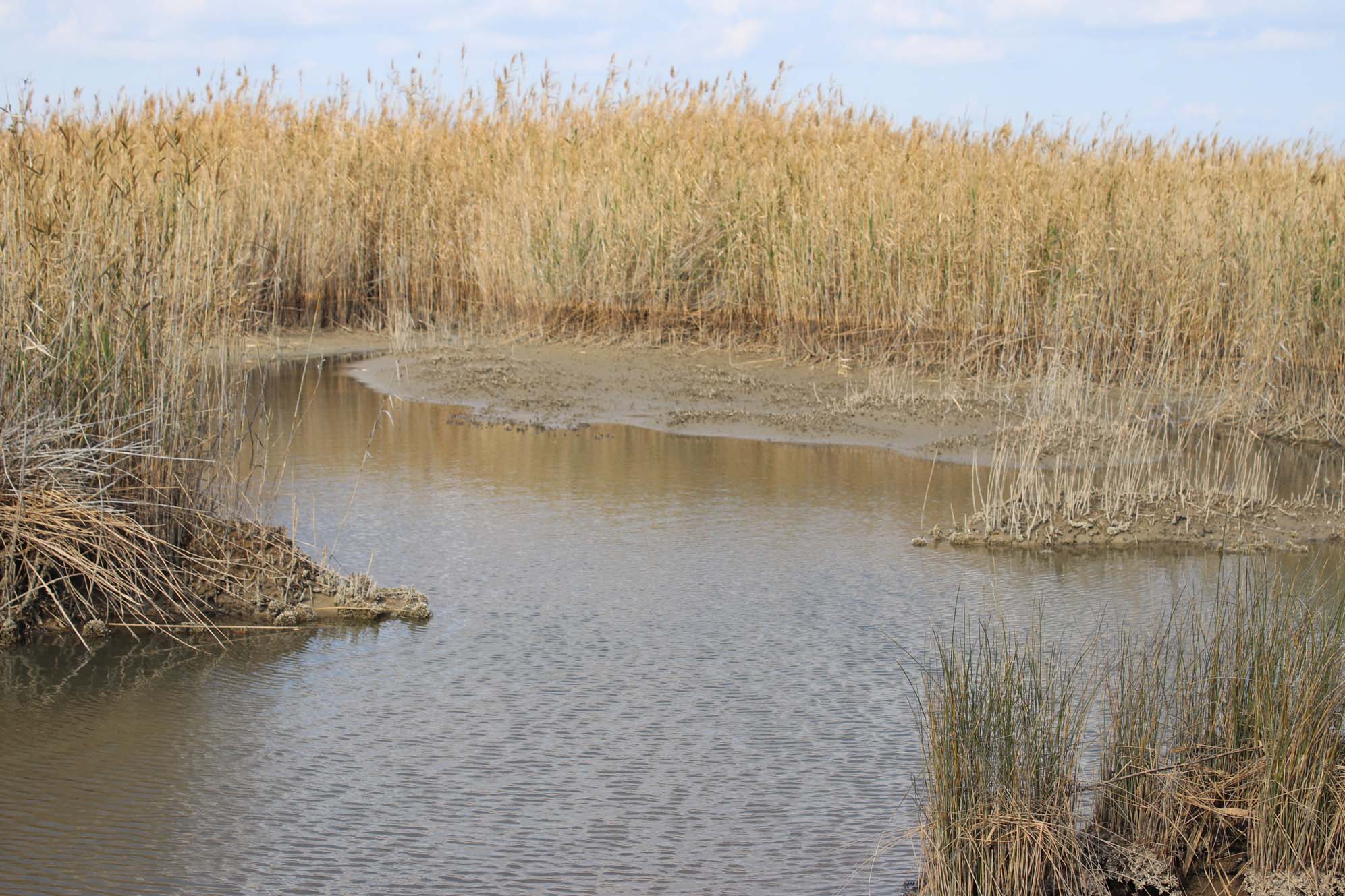 Burdi Swamps 2