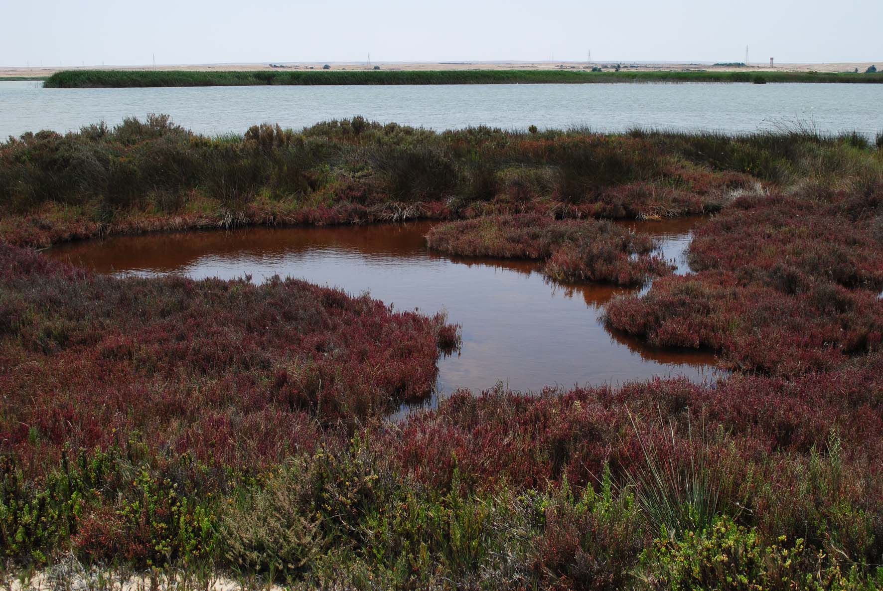 Saline Water Ponds 2
