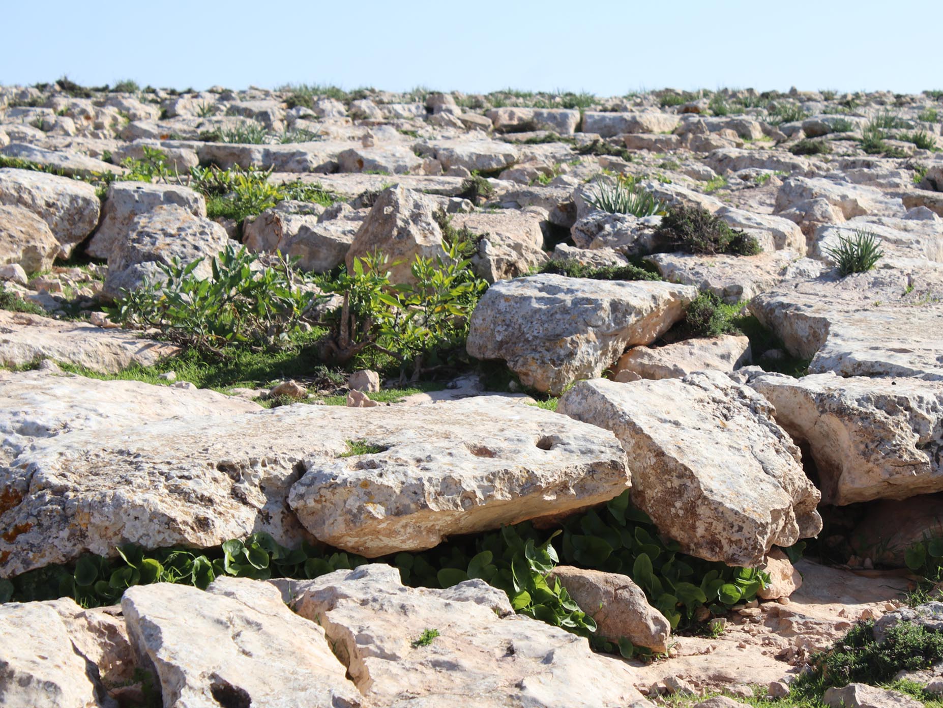 Upper Oligocene-Lower Miocene 4
