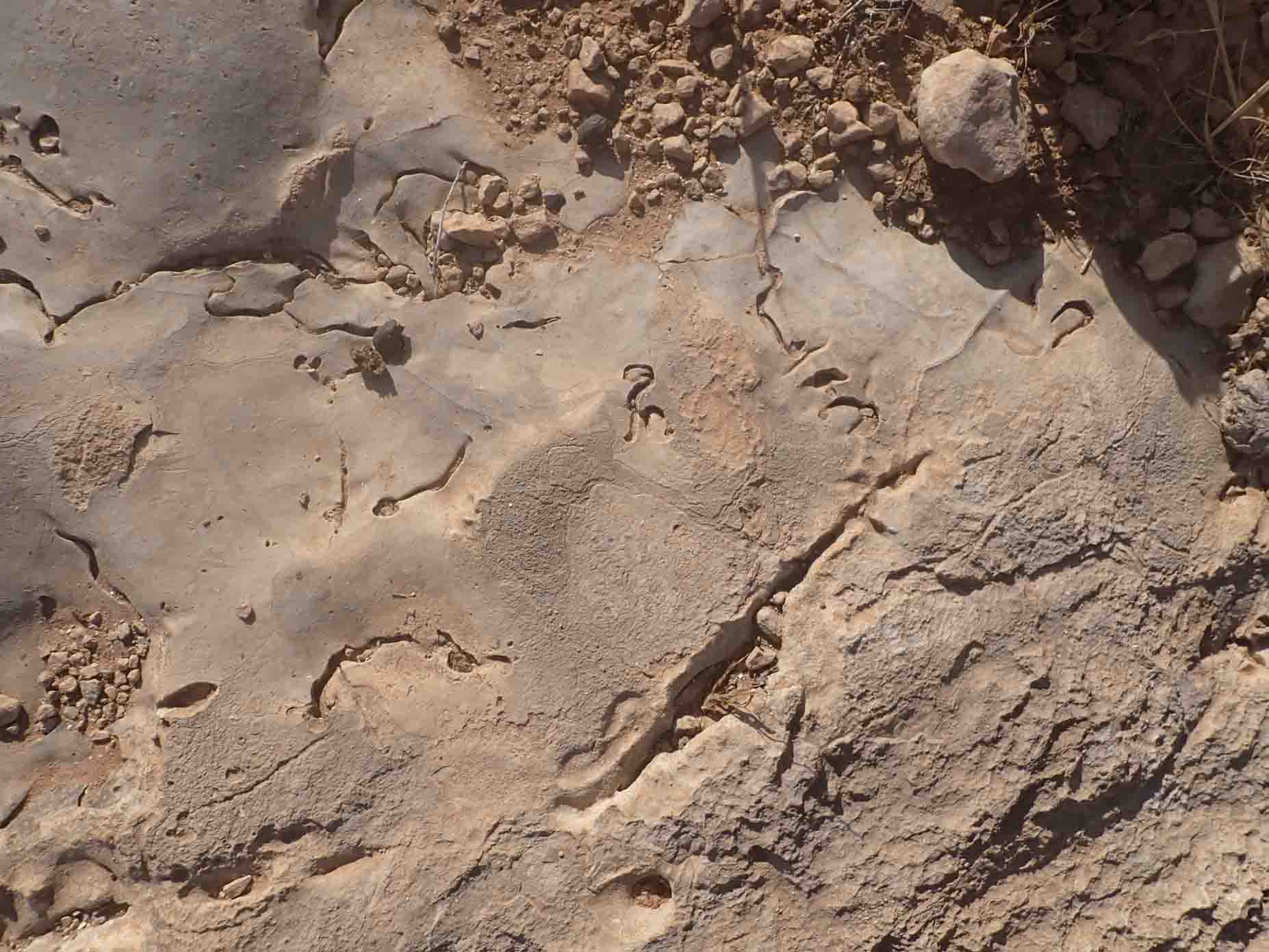 Upper Oligocene-Lower Miocene 1